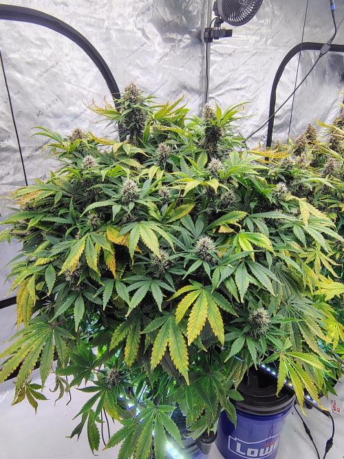 Banana Purple Punch RF3. Week 8 - Banana Purple Punch RF3 #3 smallest one but packing nugz and smell