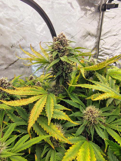 Banana Purple Punch RF3. Week 8 - Banana Purple Punch RF3 #3 main cola