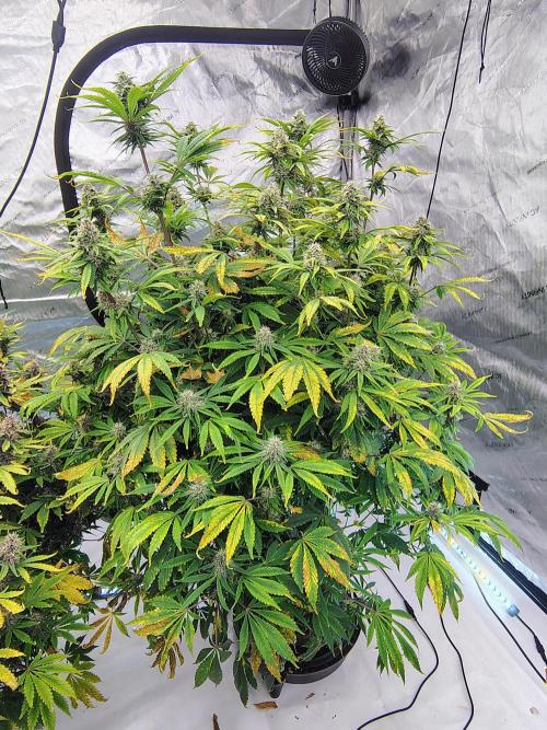 Banana Purple Punch RF3. Week 8 - Banana Purple Punch RF3 #4 she definitely bounced back smells amazing 