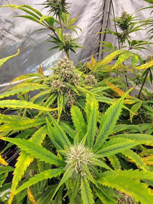 Banana Purple Punch RF3. Week 8 - Banana Purple Punch RF3 #4 main cola