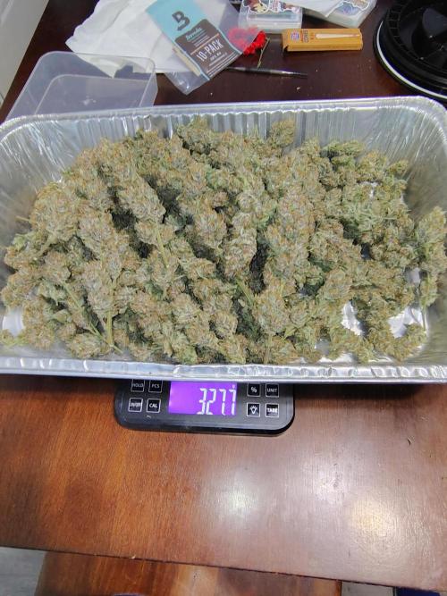 Winter 2025 garage grow. Week 10