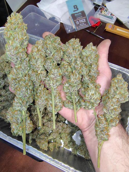 Winter 2025 garage grow. Week 10