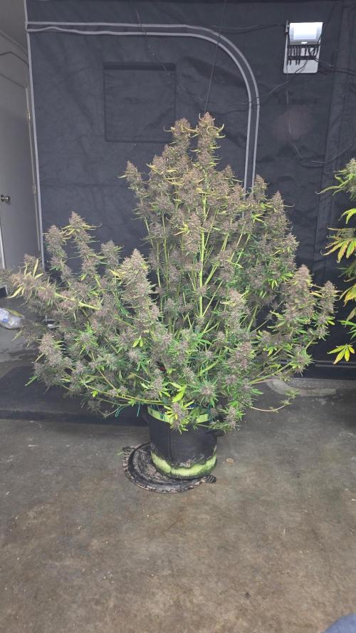 Banana Purple Punch RF3. Week 9 - Banana Purple Punch RF3 front shot 