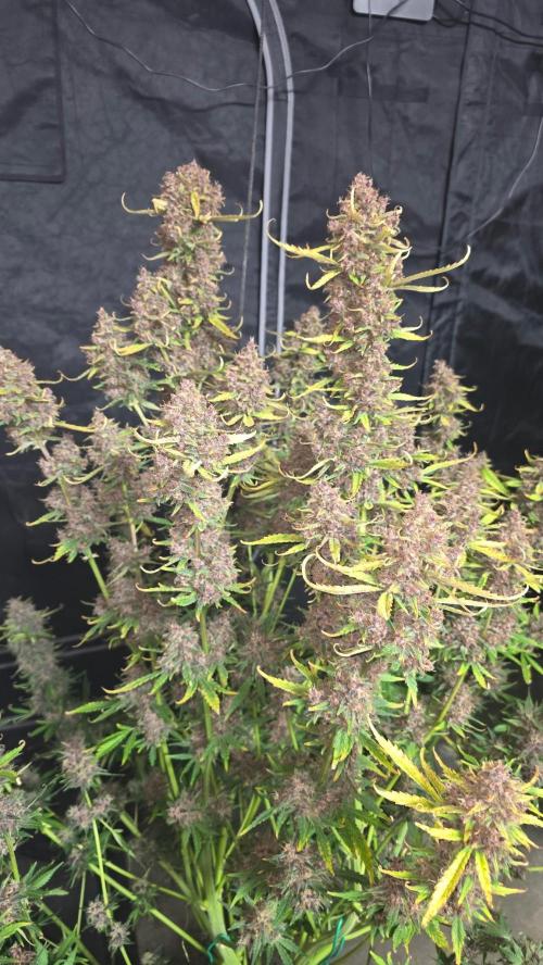 Banana Purple Punch RF3. Week 9 - Banana Purple Punch RF3 nugz everywhere.