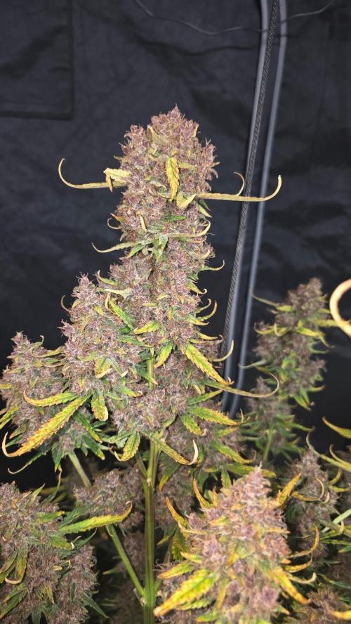 Banana Purple Punch RF3. Week 9 - I wish you guys could smell them gasy banana s