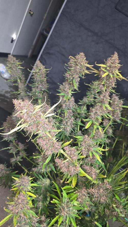 Banana Purple Punch RF3. Week 9 - Banana Purple Punch RF3 fastbudz 