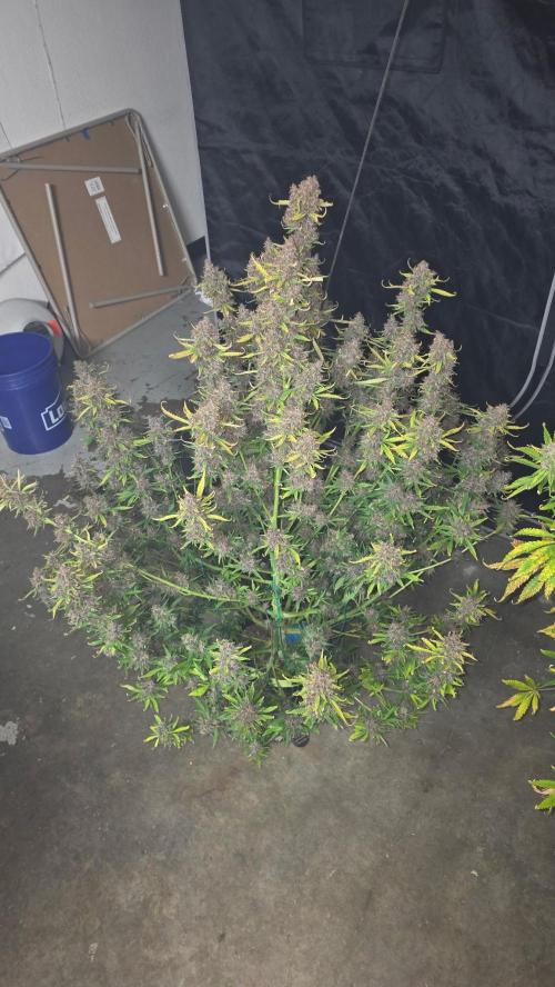 Banana Purple Punch RF3. Week 9 - Banana Purple Punch RF3 