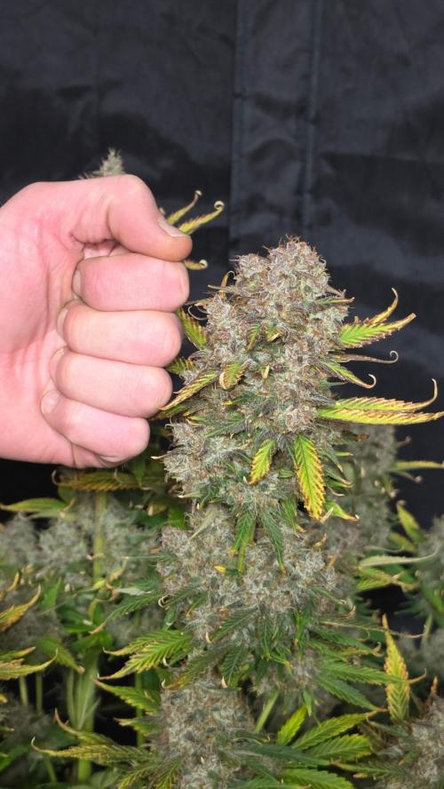 Banana Purple Punch RF3. Week 9 - Banana Purple Punch RF3 #1 
The best of the best cannabis cup winner. 