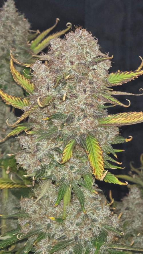 Banana Purple Punch RF3. Week 9 - Dense photoperiod type nugs all over. Frosty as frosty gets loud and proud.