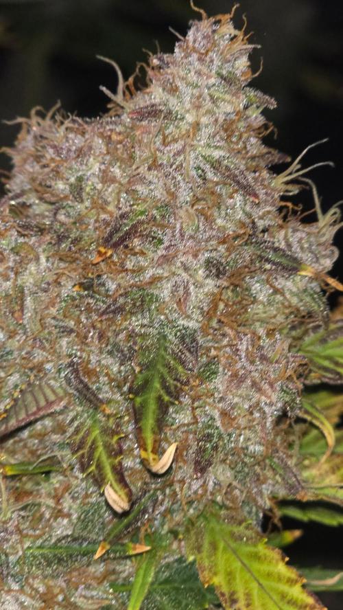 Banana Purple Punch RF3. Week 9 - Best density of any auto I have ever gone rock hard resin filled buds 