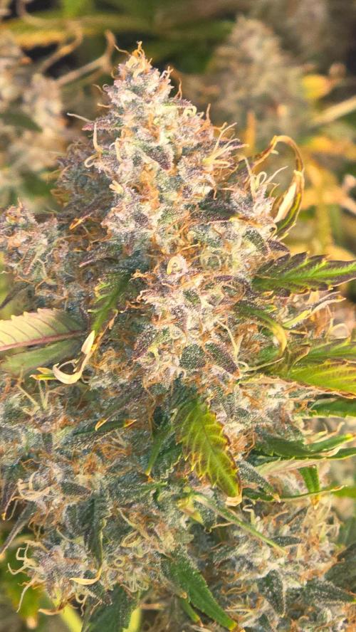 Banana Purple Punch RF3. Week 9 - This girls is out of this world. Smells of gassy banana with tropical fruit.