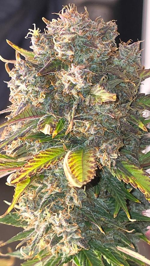 Banana Purple Punch RF3. Week 9