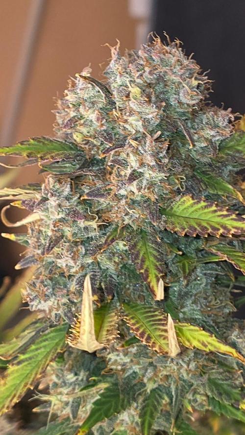 Banana Purple Punch RF3. Week 9