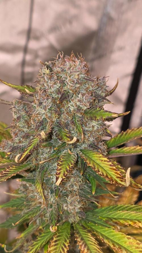 Banana Purple Punch RF3. Week 9