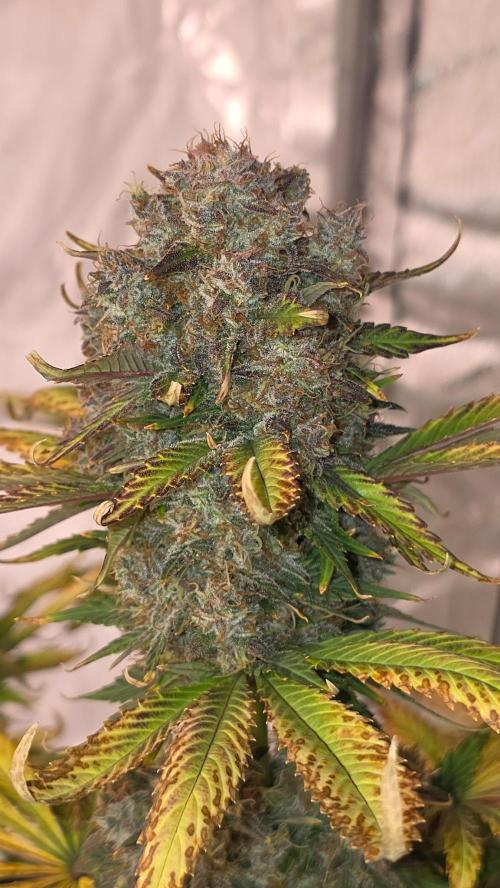 Banana Purple Punch RF3. Week 9