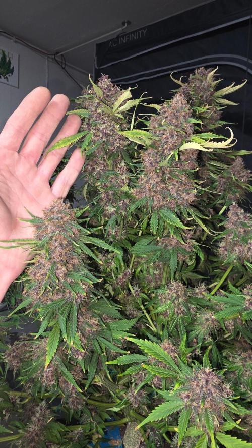 Banana Purple Punch RF3. Week 9