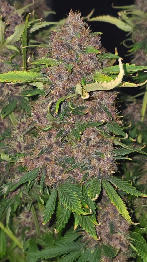 Banana Purple Punch RF3. Week 9