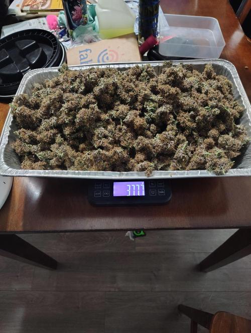 Banana Purple Punch RF3. Week 9