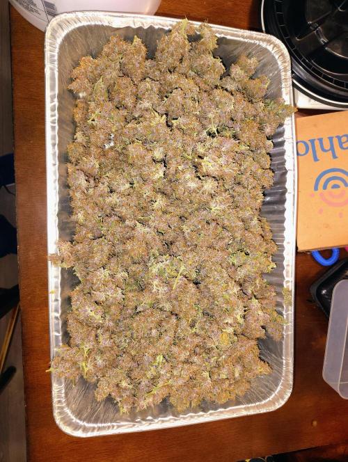 Banana Purple Punch RF3. Week 9