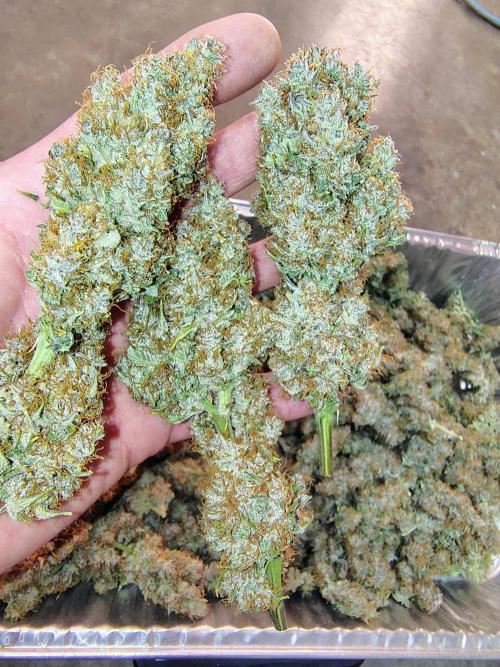 Banana Purple Punch RF3. Week 9
