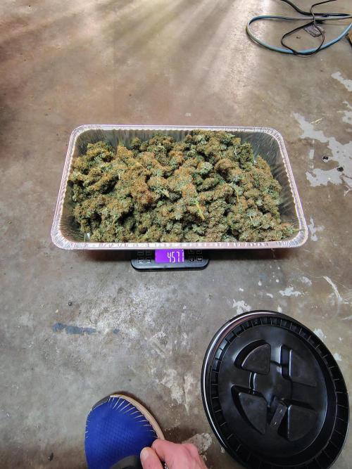 Banana Purple Punch RF3. Week 9