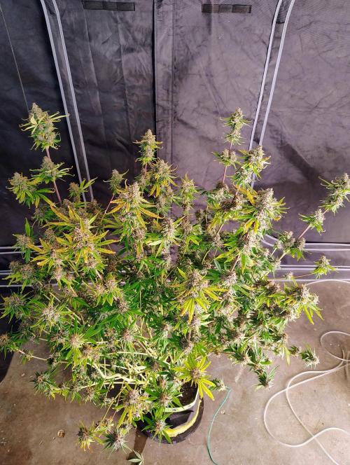 Banana Purple Punch RF3. Week 9