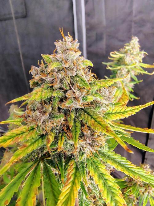 Banana Purple Punch RF3. Week 9