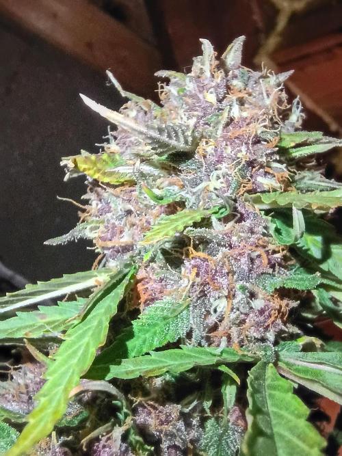 2x2 tent. Week 8 - Top bud