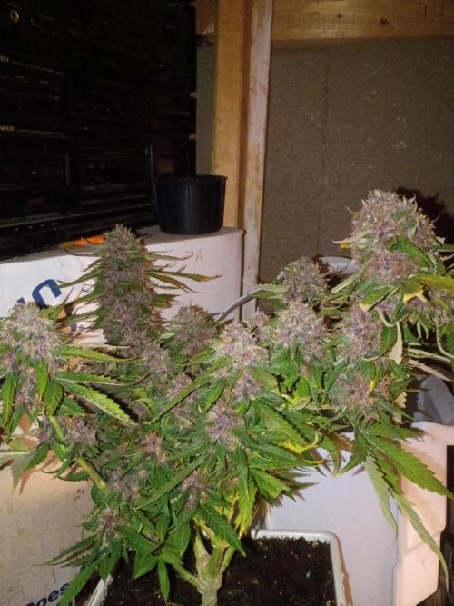 2x2 tent. Week 8 - Week 9