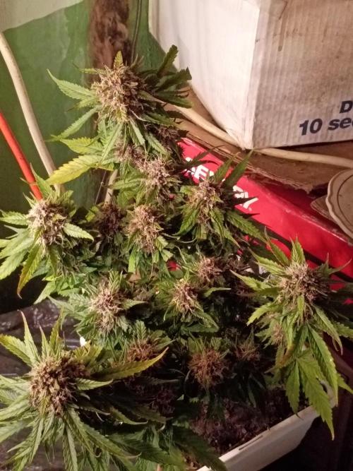 2x2 tent. Week 8 - Week 8