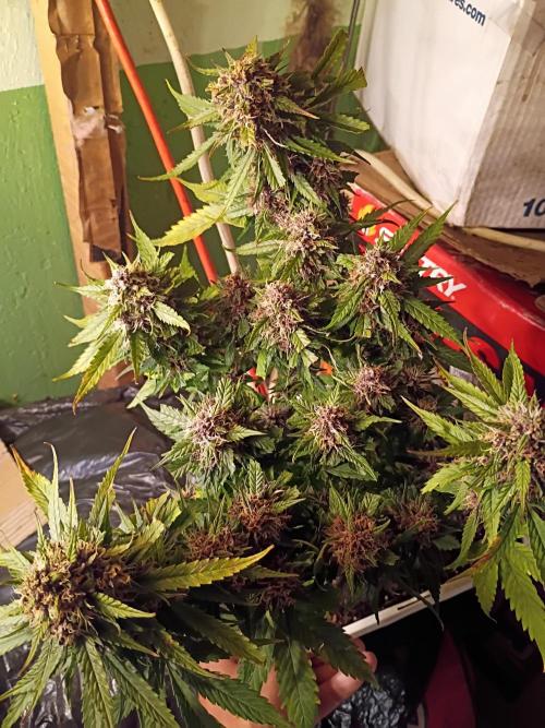 2x2 tent. Week 8 - Week8