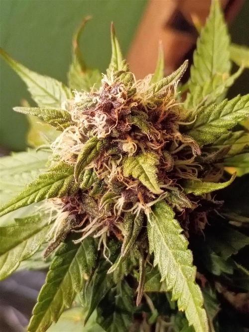 2x2 tent. Week 8 - Week8