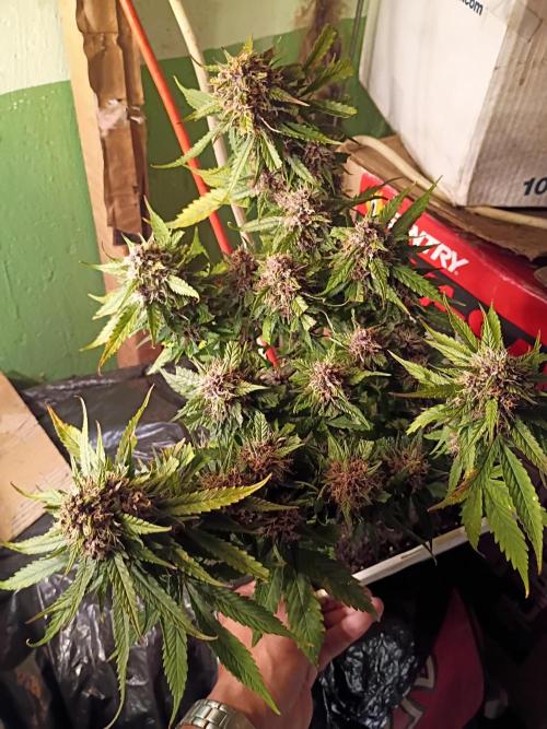 2x2 tent. Week 8