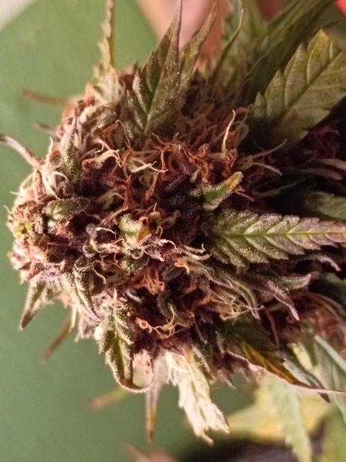 2x2 tent. Week 8