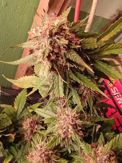 2x2 tent. Week 8