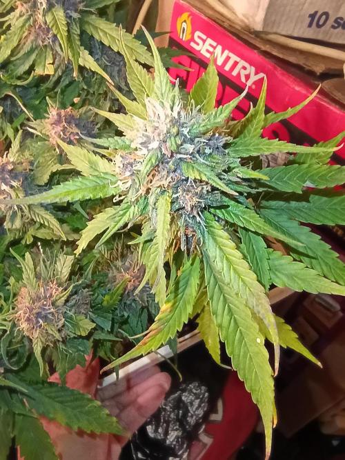 2x2 tent. Week 8