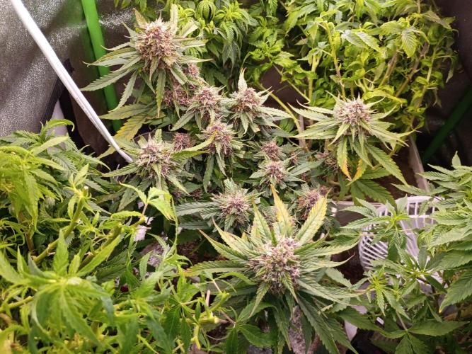2x2 tent. Week 8