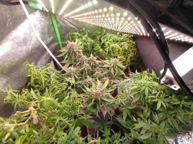 2x2 tent. Week 8