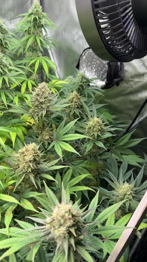 Spicy Bitch & Exotic Colors