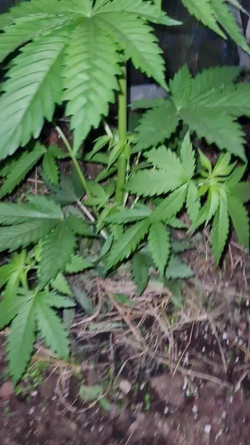 Ko.Grow Green Poison