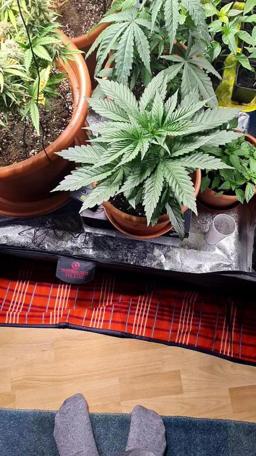 KO.Grow OG Kush