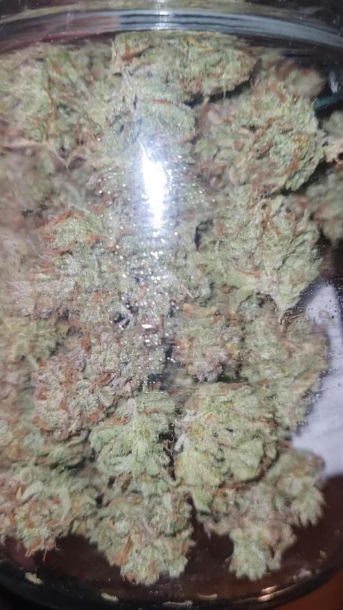 KO.Grow OG Kush