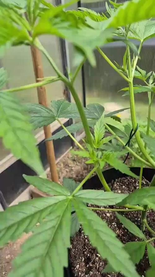KO.Grow OG Kush 2.0