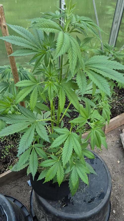 KO.Grow OG Kush 2.0