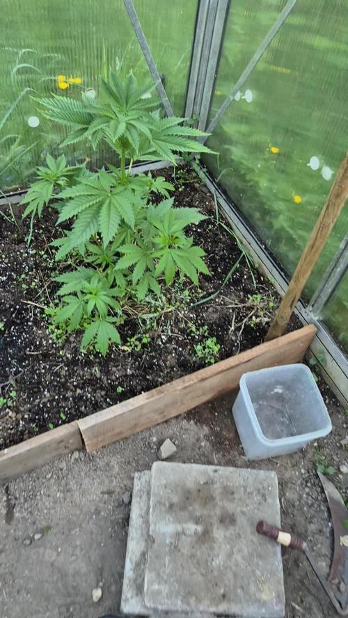 Ko.Grow Green Poison