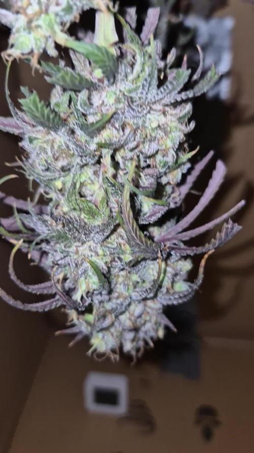 KO.Grow  🔹️🍣