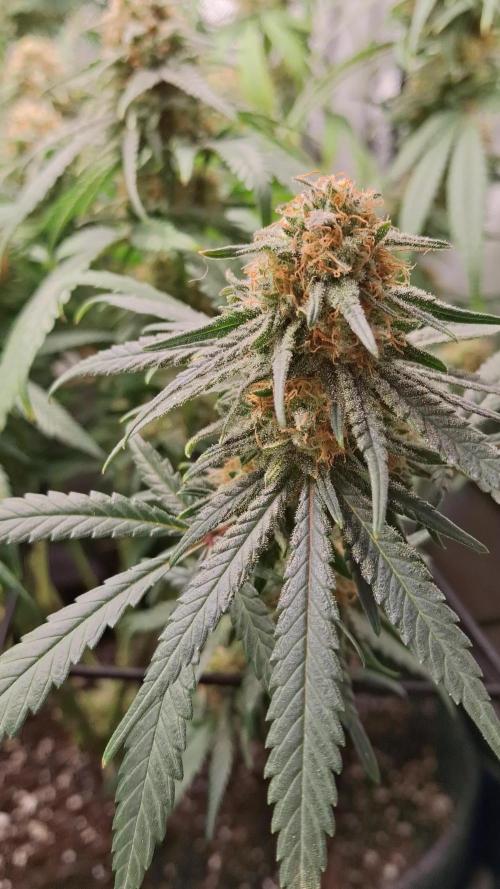 Blue Skunk