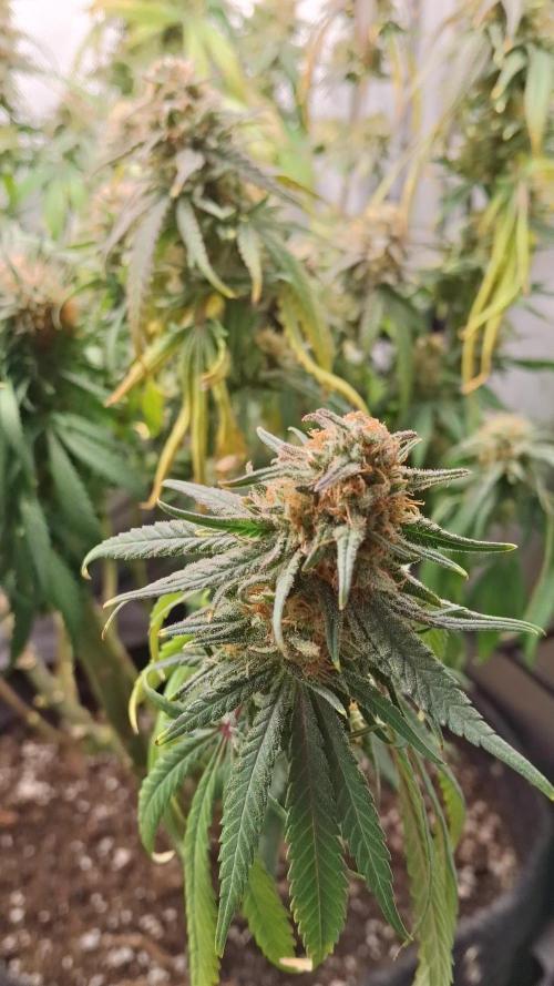 Blue Skunk