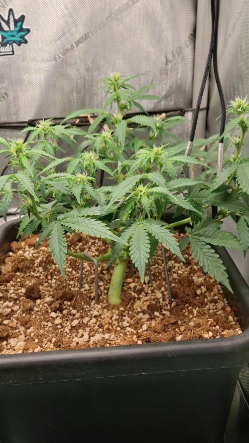 Pineapple Express