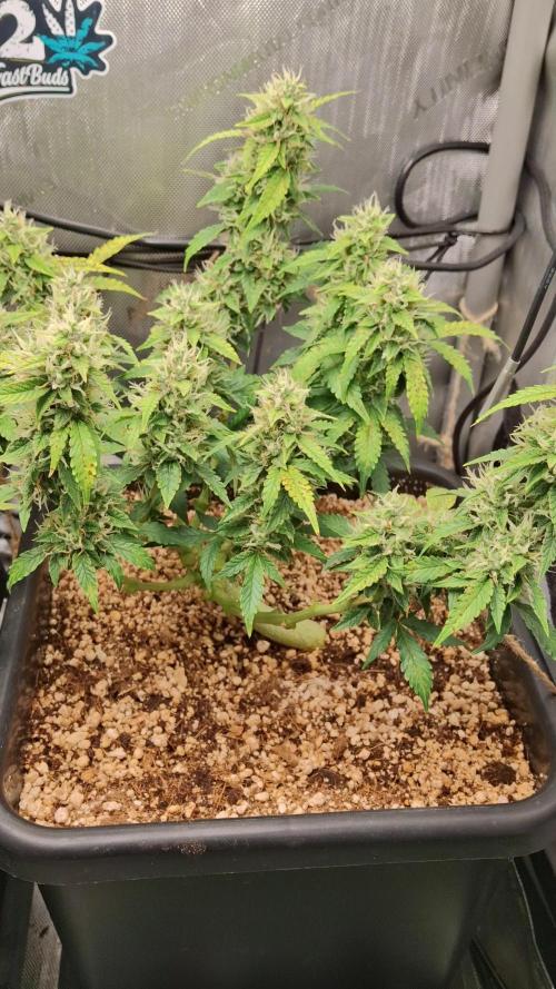 Pineapple Express